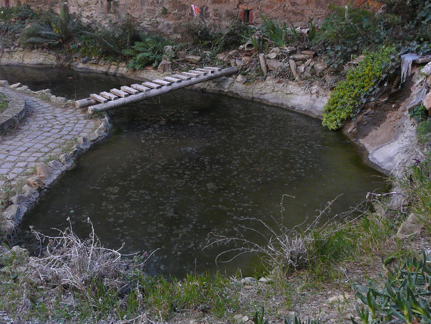 Il Laghetto del Centro di Entomologia - Piombino (LI)
